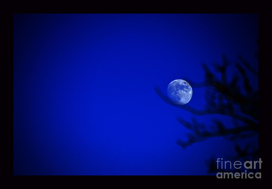 Moon Photograph - Blue Moon Rise by Susanne Still