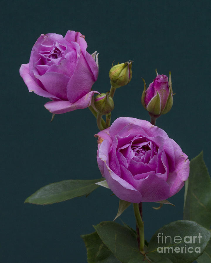 Blue Moon Roses Photograph by ELDavis Photography