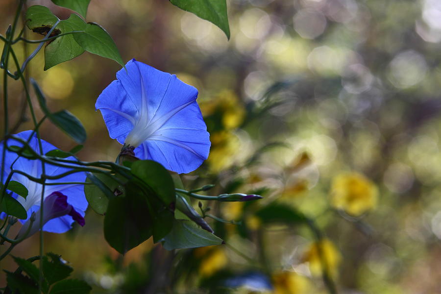 Flower Digital Art - Blue Morning Glories by Linda Unger