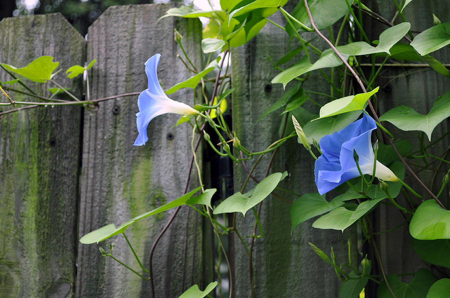 Blue Morning Glories On Fence With Moss Photograph