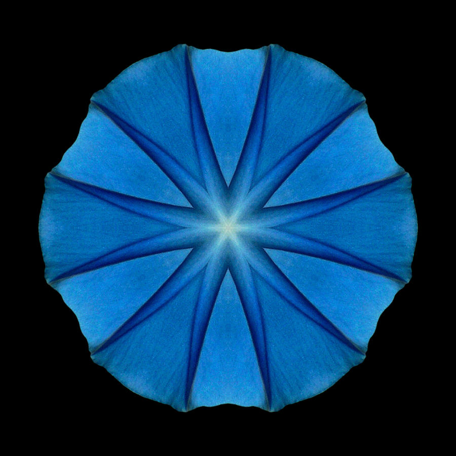 Blue Morning Glory Flower Mandala Photograph by David J Bookbinder