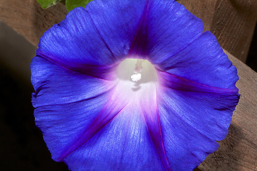 Flowers Still Life Photograph - Blue Morning Glory by Phyllis Denton