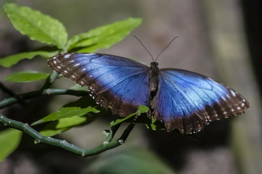 Blue Morph butterfly Photograph by Sven Brogren