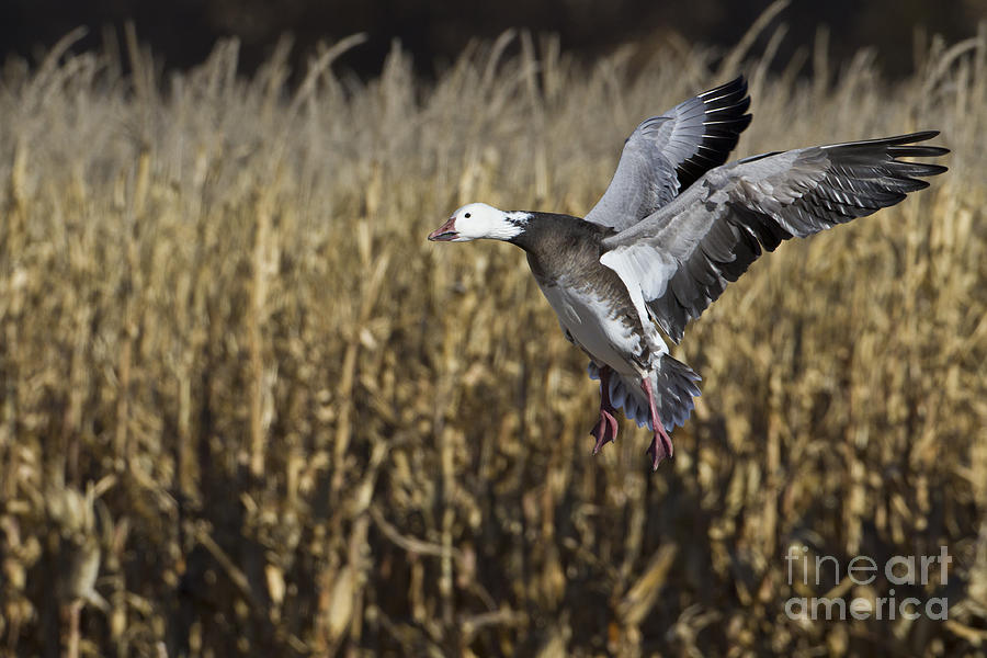 Blue morph snow goose Photograph by Bryan Keil