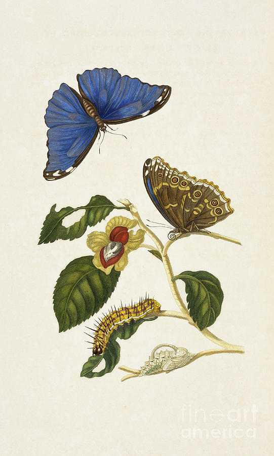 Blue Morpho And Metamorphosis Photograph by Getty Research Institute