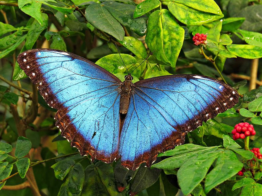 Nature Photograph - Blue Morpho Beauty by MTBobbins Photography