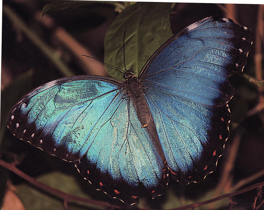 Butterfly Photograph - Blue Morpho by Bill Woodstock