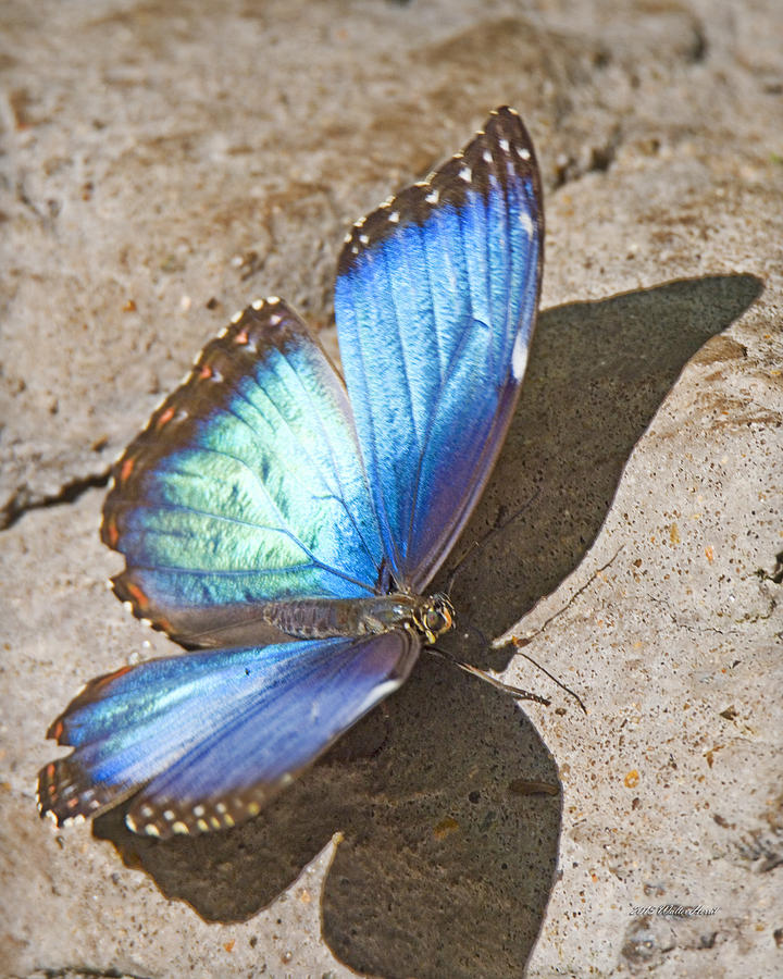 Houston Photograph - Blue Morpho Butterfly 1 by Walter Herrit