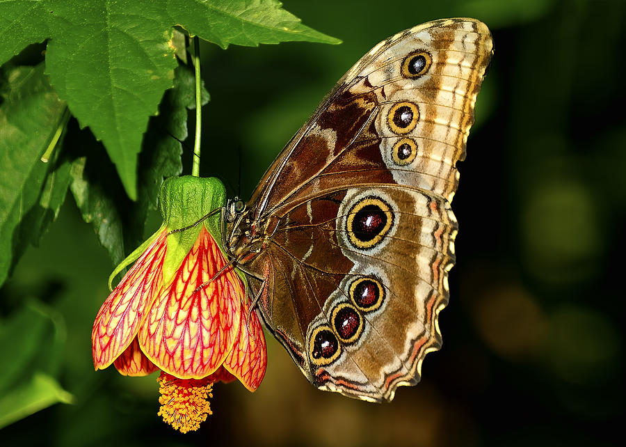 Blue Morpho Butterfly and Flower Photograph by Bill Dodsworth