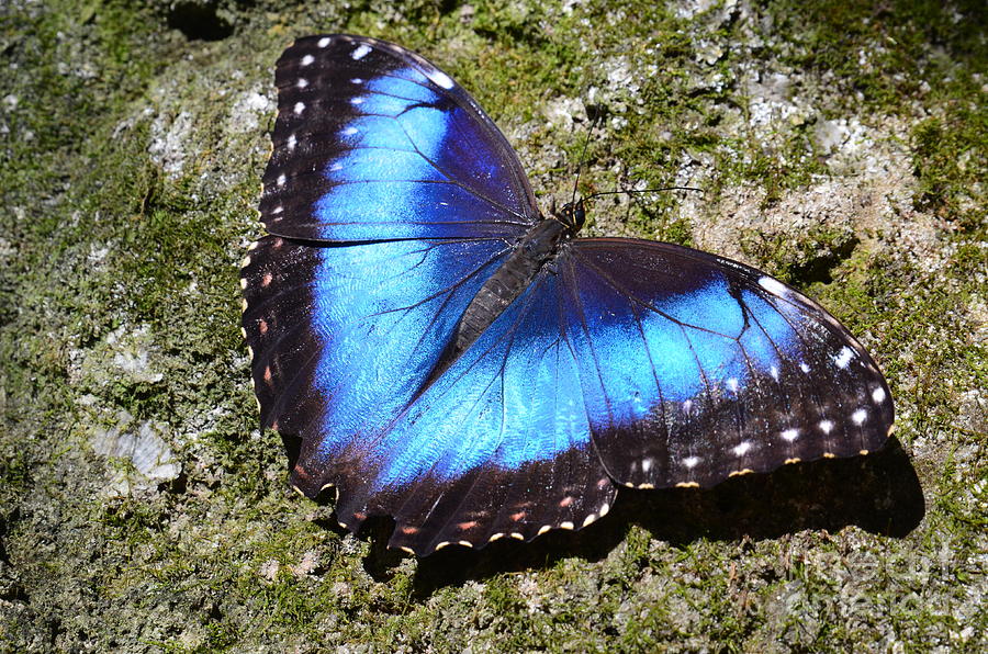 Gainesville Photograph - Blue Morpho Butterfly by AnnaJo Vahle