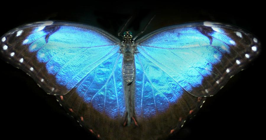 Blue Morpho Butterfly Photograph by Barbara S Nickerson