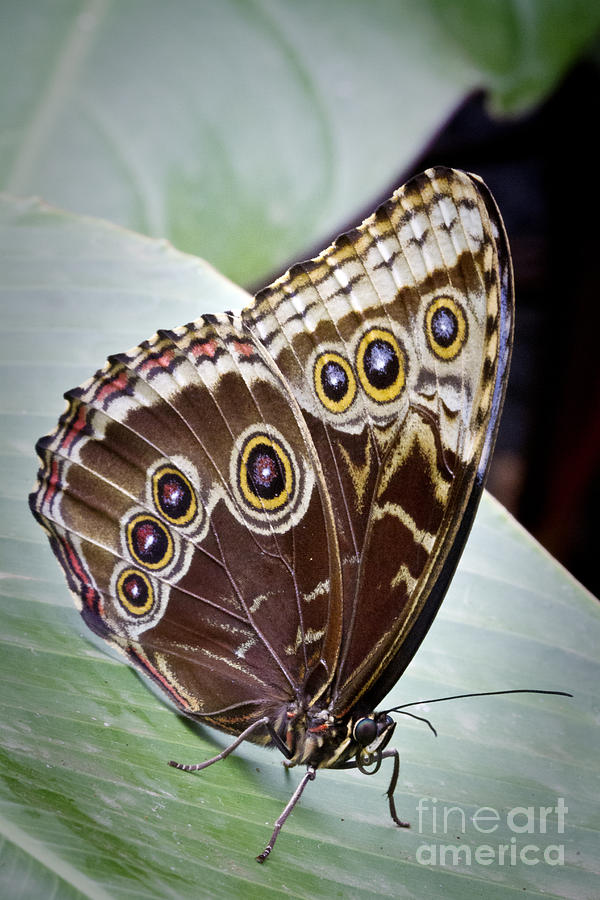 Blue Morpho Butterfly Costa Rica Photograph by Carrie Cranwill