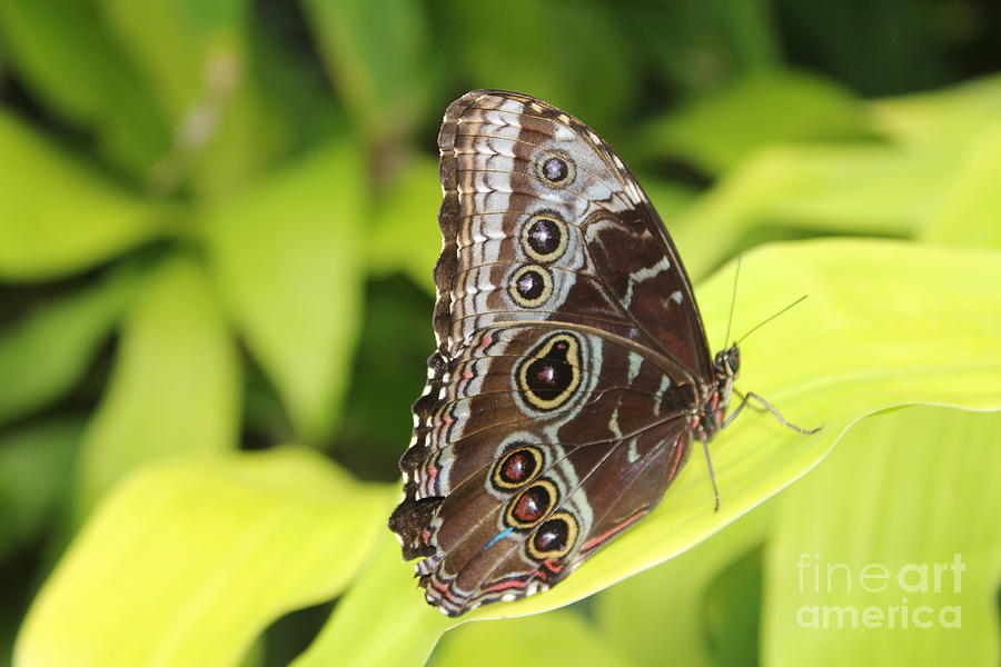 Blue Morpho Butterfly Photograph by David Grant
