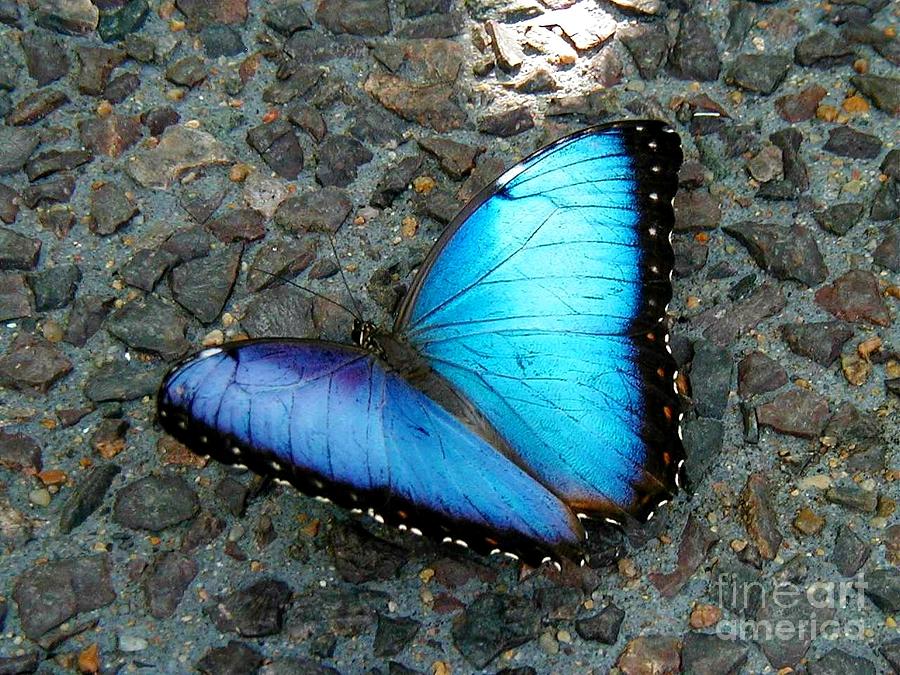 Blue Morpho Butterfly Photograph by Deb Schense