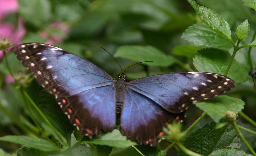 Blue Morpho Butterfly Photograph By Denyse Duhaime - Fine Art America