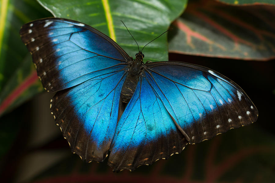 Blue Morpho Butterfly Photograph by Doug McPherson
