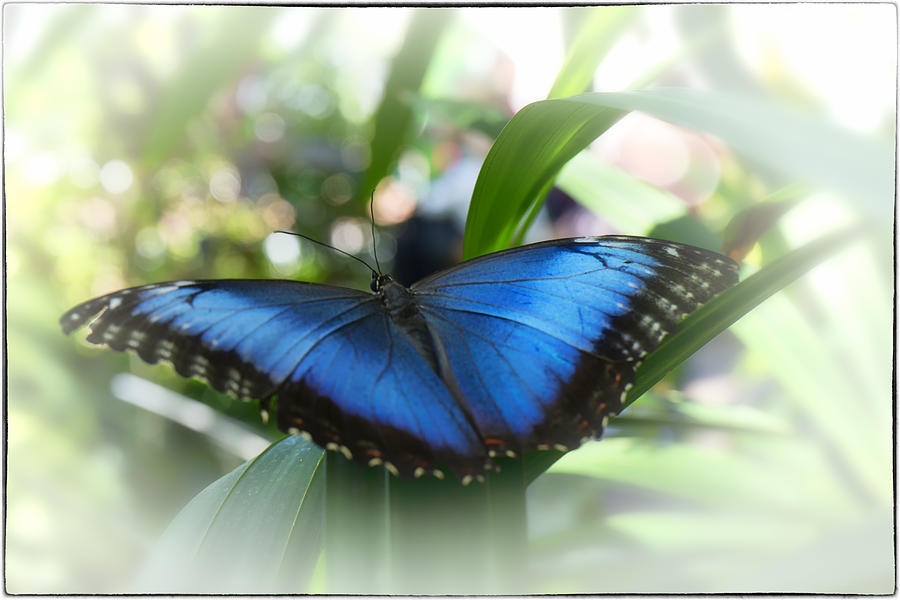 Blue Morpho Butterfly DSC00575 Photograph by Greg Kluempers