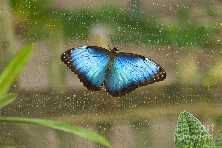 Blue Morpho Butterfly Photograph by Ellen Thane