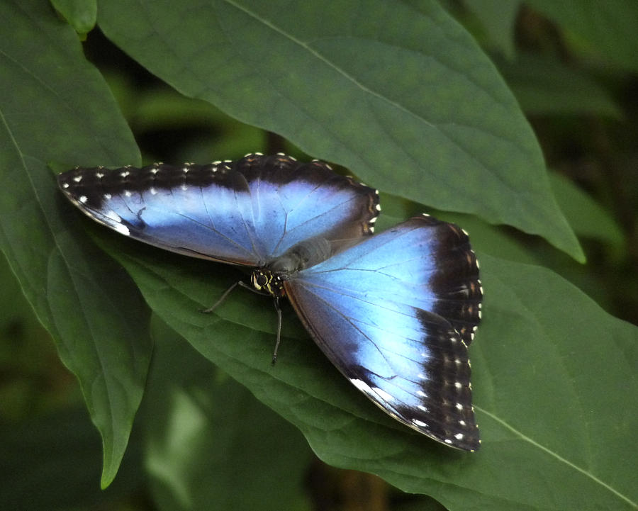Blue Morpho Butterfly I. Photograph by Chris  Kusik