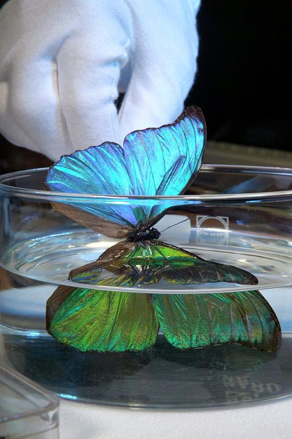 Blue Morpho Butterfly Iridescence Photograph by Pascal Goetgheluck/science Photo Library