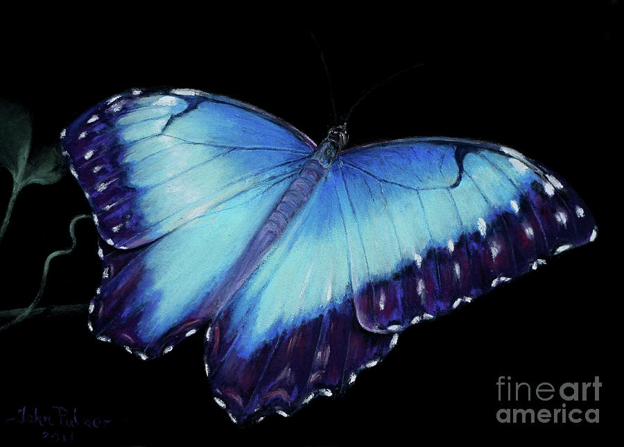 Blue Morpho Butterfly Painting by John Palmer - Fine Art America