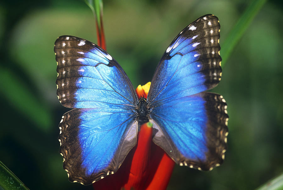 Blue Morpho Butterfly Photograph by M. Watson