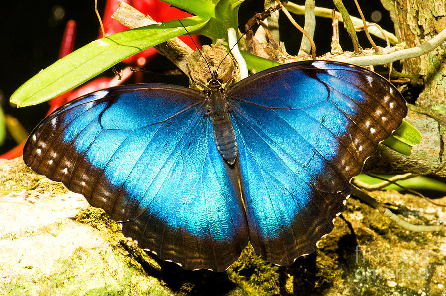 Blue Morpho Butterfly Photograph by Millard H. Sharp