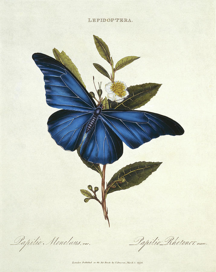 Blue Morpho Butterfly Photograph by Natural History Museum, London/science Photo Library