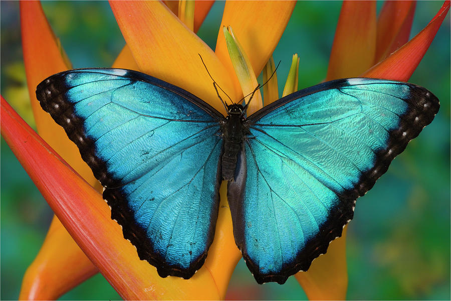 Blue Morpho Butterfly On Heliconia Photograph by Darrell Gulin - Fine ...