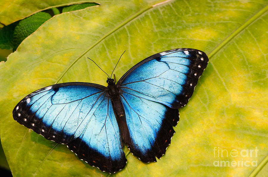 Blue morpho butterfly Photograph by Oscar Gutierrez