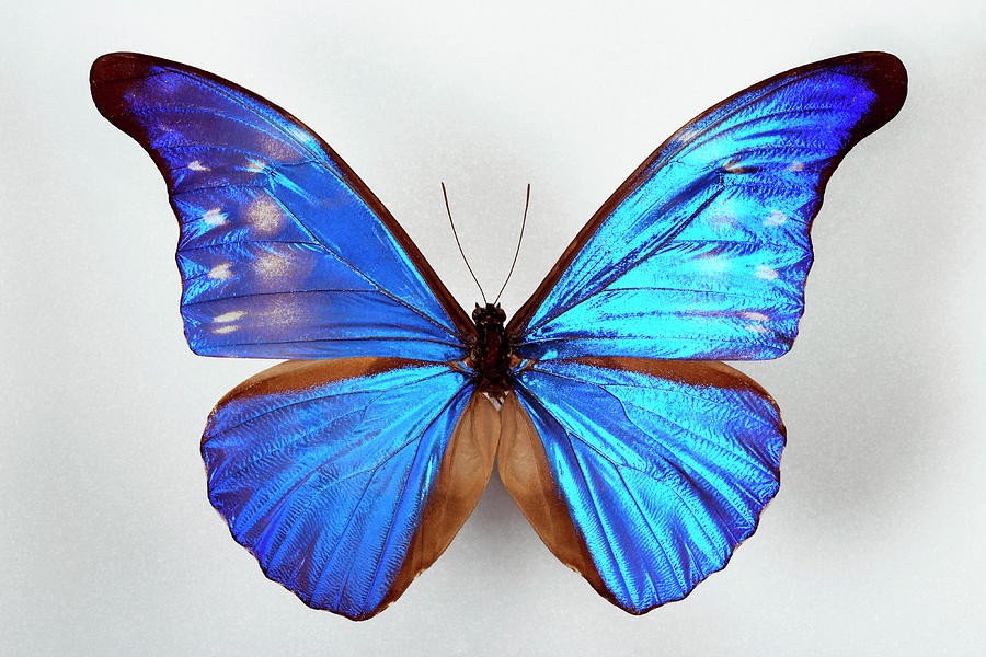 Blue Morpho Butterfly Photograph by Pascal Goetgheluck/science Photo Library
