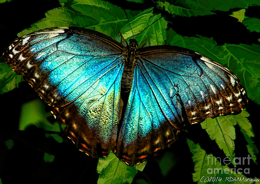 Butterfly Photograph - Blue Morpho Butterfly by Margaux Dreamaginations