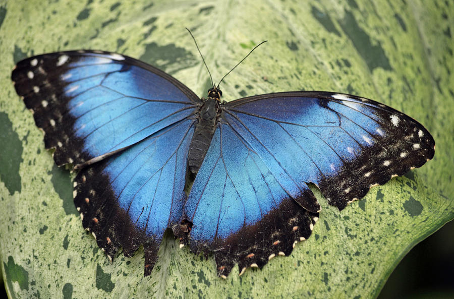 Blue Morpho Butterfly Photograph by Richard Bryce and Family