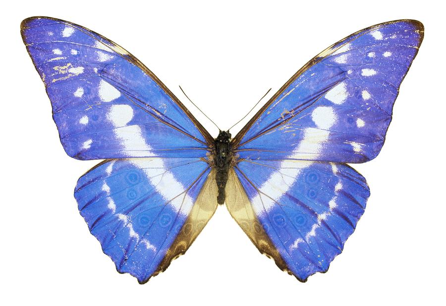 Blue morpho butterfly Photograph by Science Photo Library