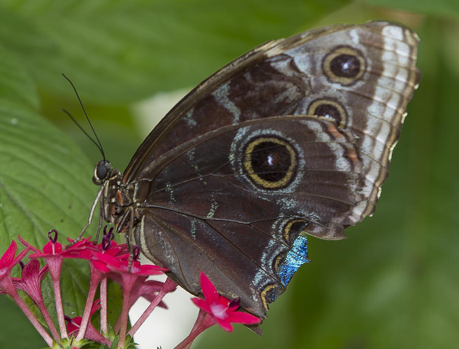 Blue Morpho Butterfly Photograph by Sean Allen