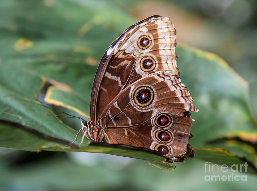 Butterfly Photograph - Blue morpho butterfly by Shaun Wilkinson