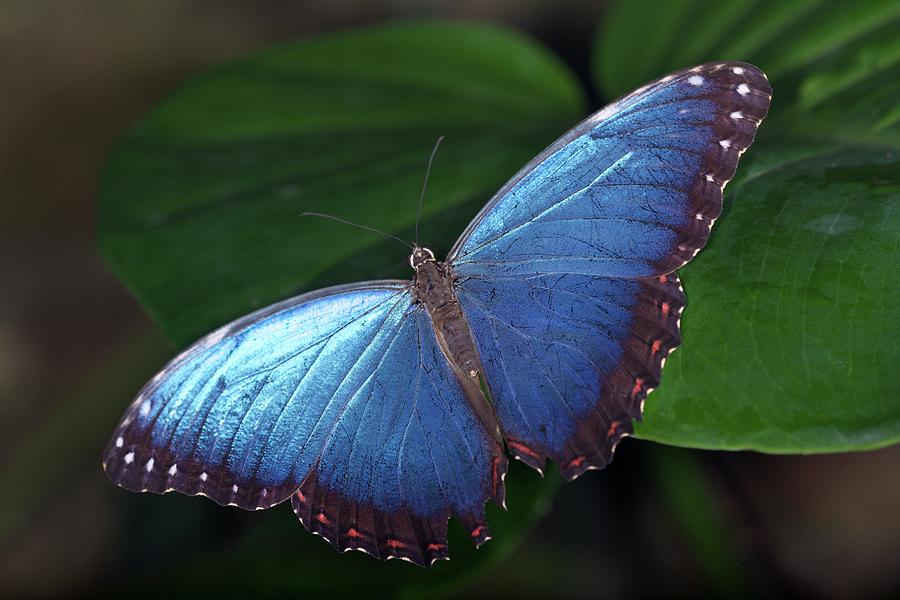 Blue Morpho Butterfly Photograph by Sinclair Stammers/science Photo Library