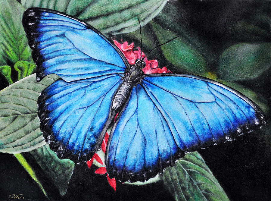 Blue Morpho Butterfly Drawing by Stefan Peters