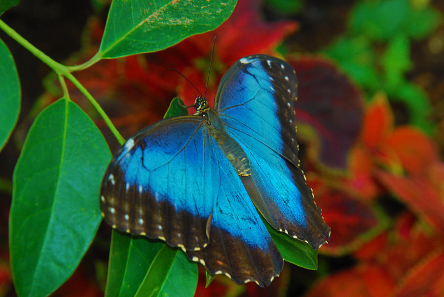 Blue Morpho Butterfly Photograph by Tam Ryan