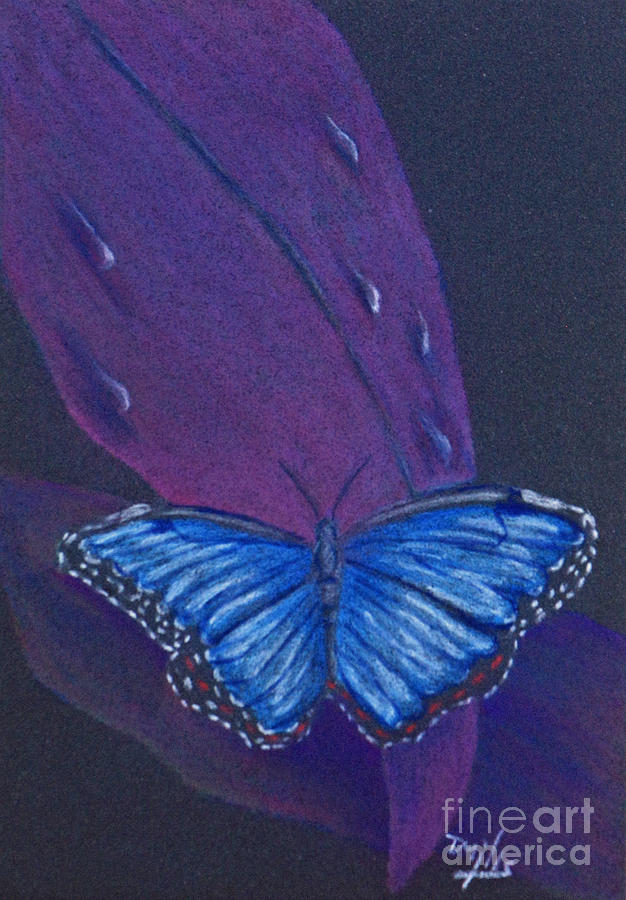 Blue Morpho Butterfly Drawing by Terri Mills