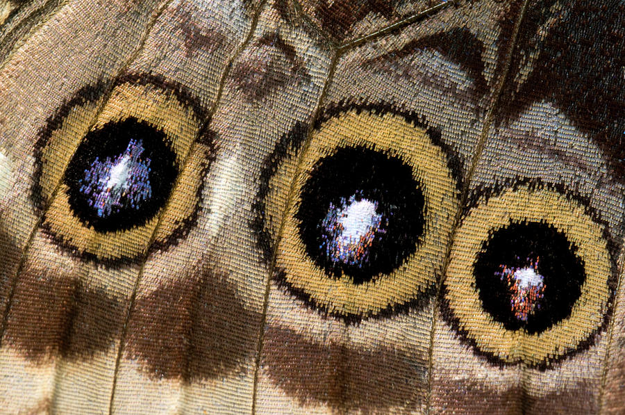 Blue Morpho Butterfly Underwing Abstract Photograph by Nigel Downer