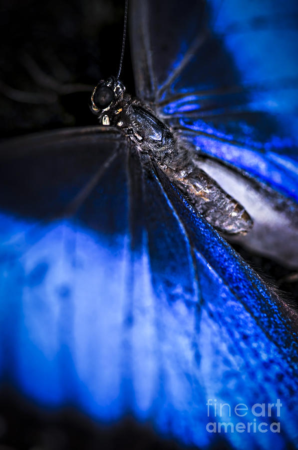 Blue Morpho butterfly with open wings Photograph by Elena Elisseeva