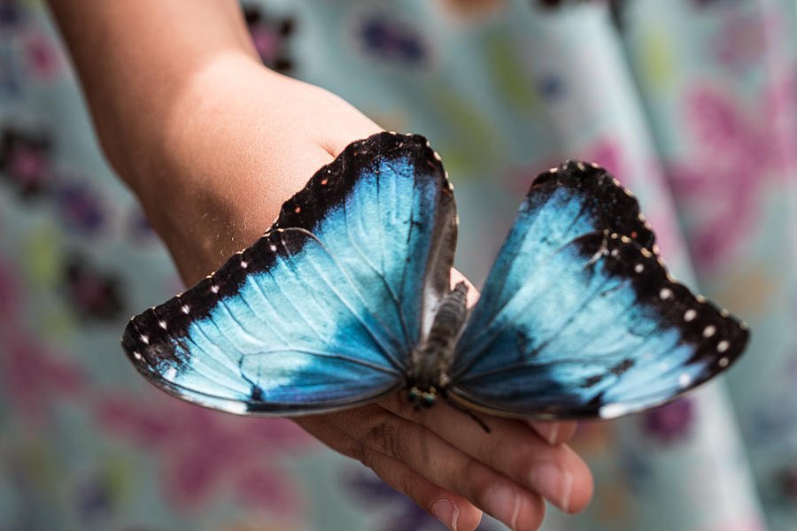 Blue Morpho Photograph by Cathy Donohoue