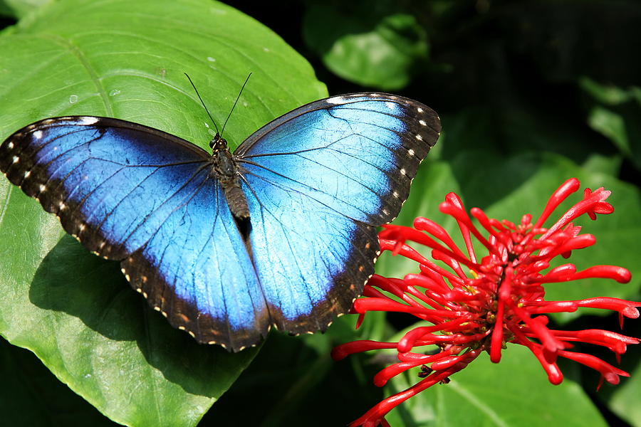 Beautiful Blue Morpho Butterfly Photograph by David Byron Keener - Fine ...