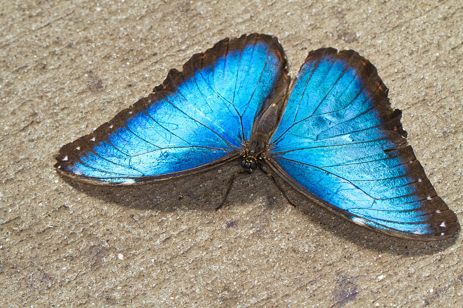 Blue Morpho Photograph by John Hoey
