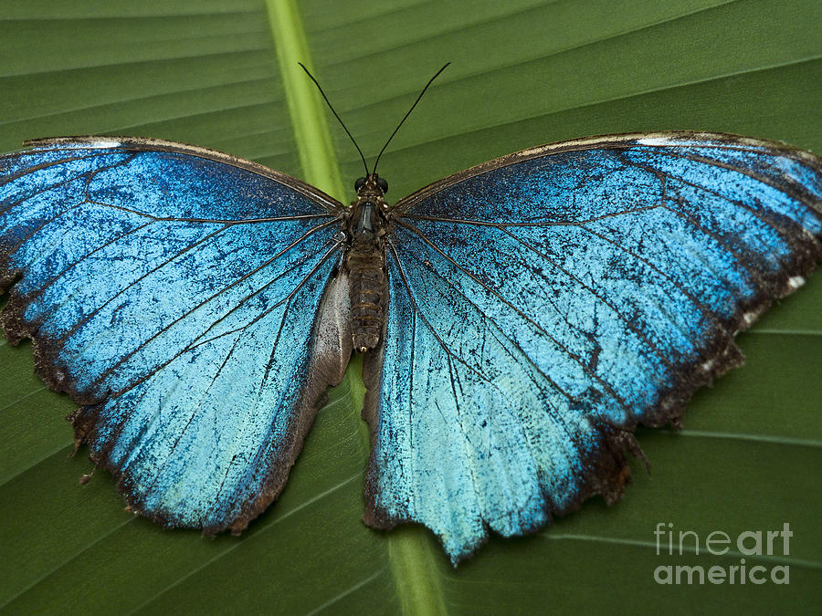 Butterfly Photograph - Blue Morpho - Morpho Peleides by Heiko Koehrer-Wagner