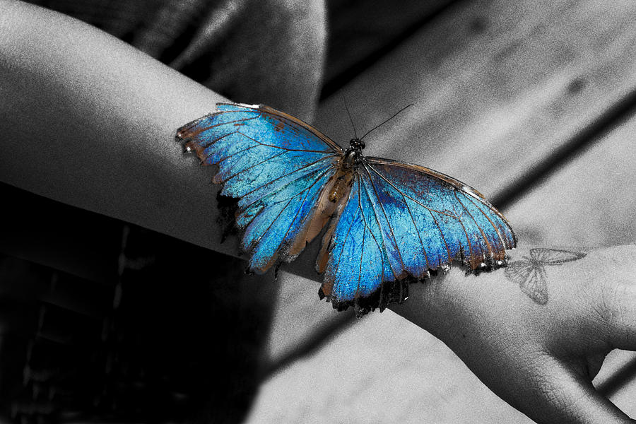 Blue Morpho on Childs Arm Photograph by John Hoey