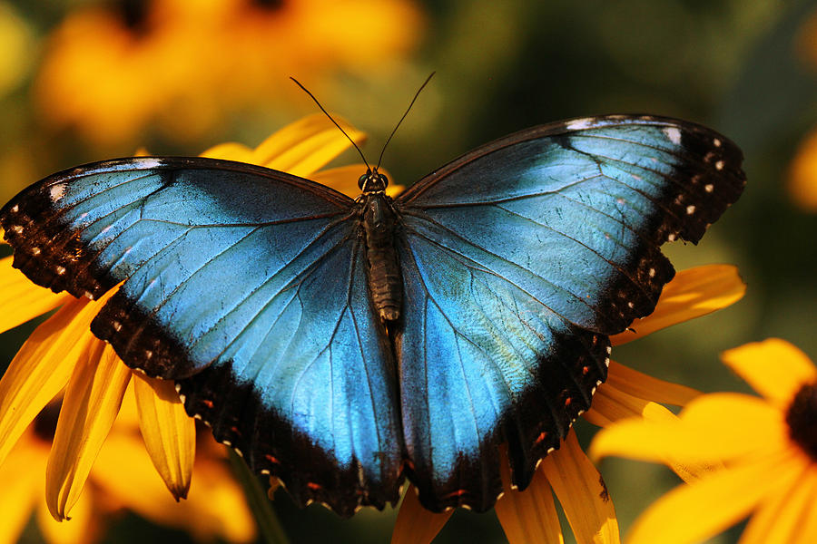 Blue Morpho Photograph by Wendi Curtis