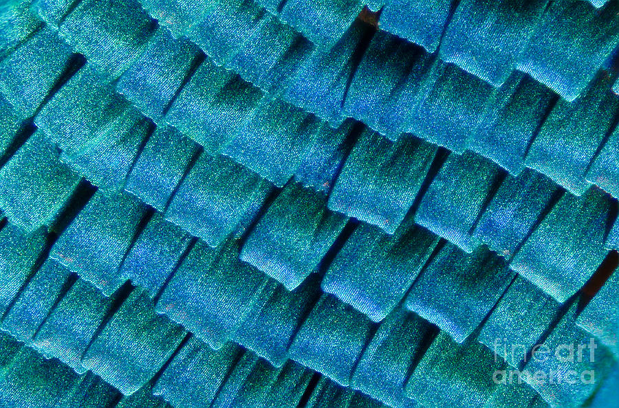 Blue Morpho Butterfly Wing Scales Photograph by Raul Gonzalez