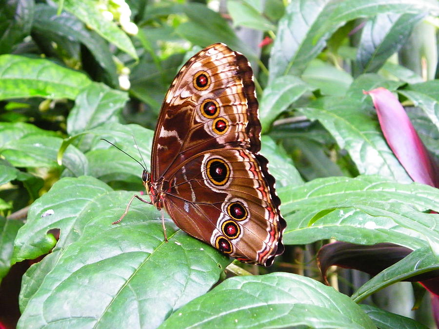 Blue Morpho with Closed Wings Photograph by Judy Wanamaker